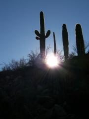 Sun through Saguaro at Saguaro NP